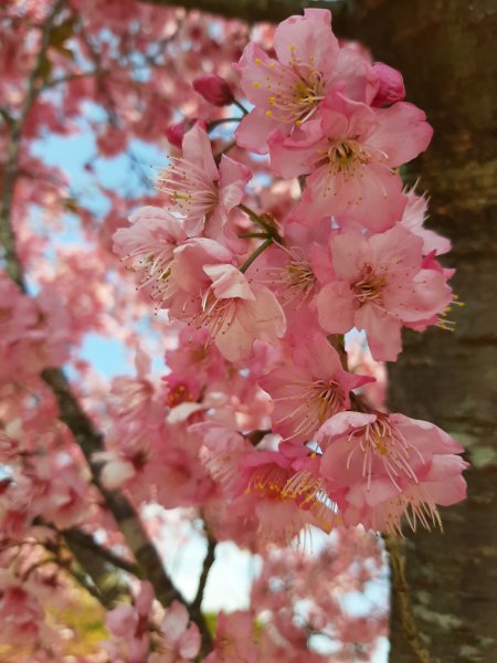 櫻花樹下的浪漫〡千櫻園874653