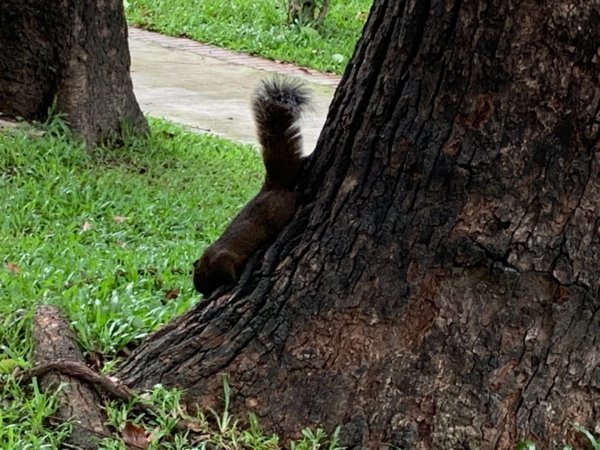 台中公園、砲台山656004