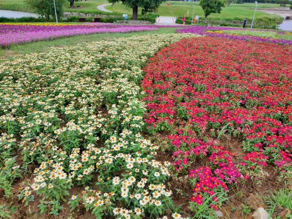 ［美堤河濱公園］［花海］（2023/10/9）2308083