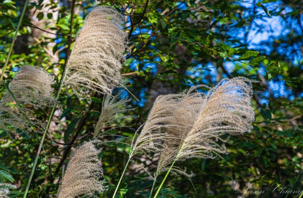 [台東]巴塱衛山2978294