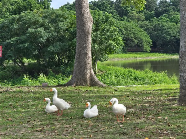 虎頭埤環湖步道（新化虎頭山）2890936