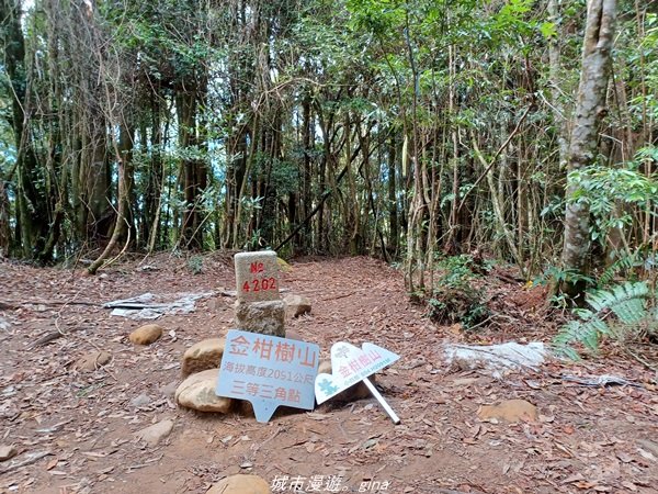 【南投。竹山】茶園竹林巨木櫻花景緻很美(四連峰)。 小百岳集起來。 編號54小百岳金柑樹山1624802