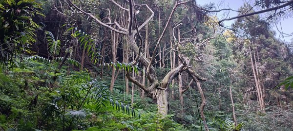 20231125_鳥嘴山步道(上島山)2359180