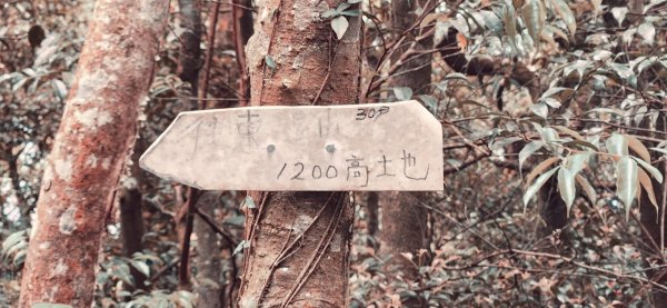 【中級山縱走】志繼山，東眼山，拉卡山，卡外山，東滿步道2742580