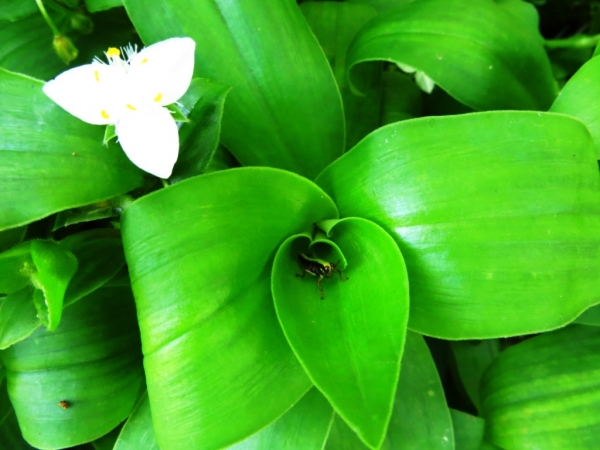 陽明山國家公園原生花草62414