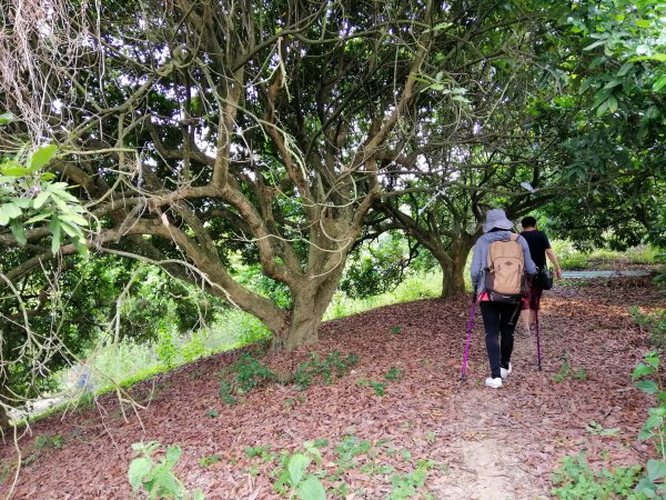 散步賞景。編號46小百岳~阿罩霧山752805