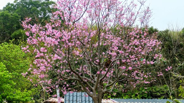 《西江月。竹子湖春》2721793