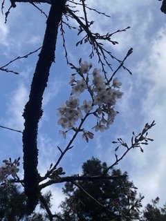 1130306大塔山步道2696738