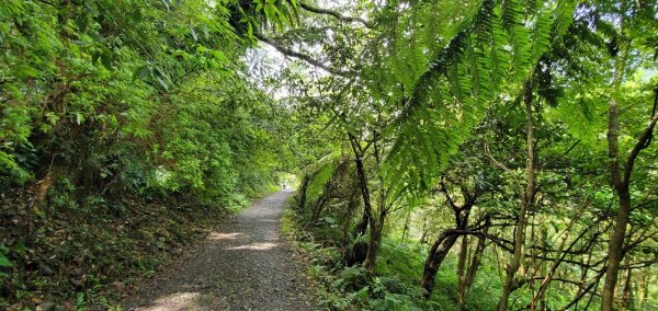 2021-09/19-宜蘭礁溪- 抹茶山三角崙山1466395