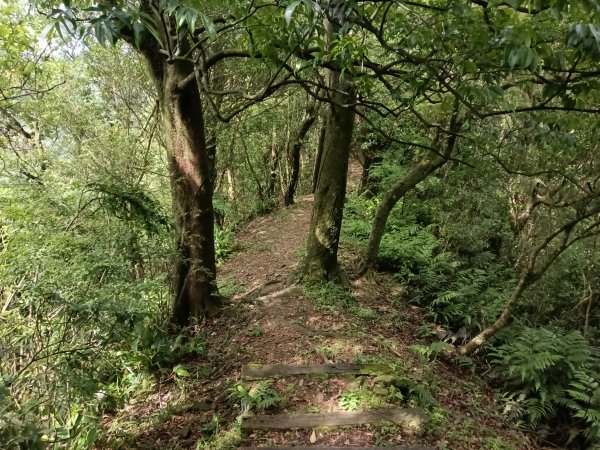 汐止區磐石嶺福興宮+581峰+雙十塔+耳空龜山+四分尾山+大尖山2805715