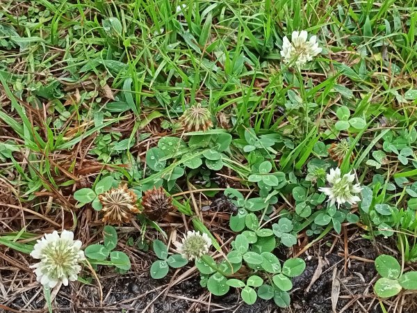 基隆河右岸尋花問草2091142