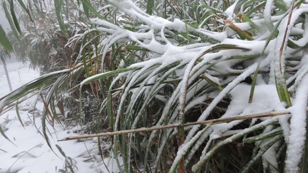 台北後花園下雪了 ！1232083