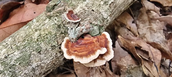 2025/05/17-凌空廊道至比麟山來回2790072