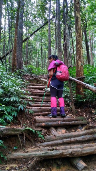 內鳥嘴山、北得拉曼長滿了【水晶蘭】895405