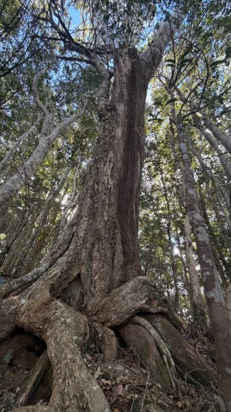 埔里六秀 《有勝山 2105m》2025 12/132961240