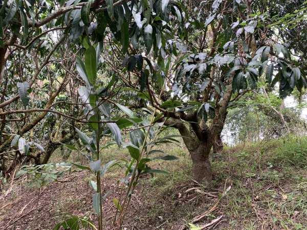 20250403高雄頂荖濃山2757160