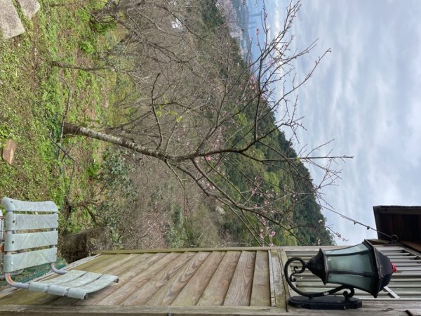 青潭越嶺政大-賞梅花🌸安坑🐦嘴四秀2691670