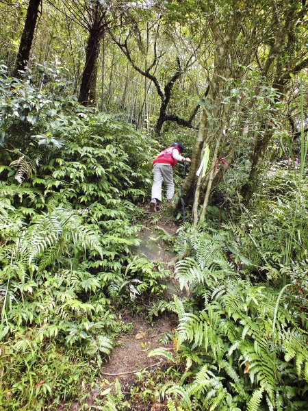 平湖森林遊樂區-(平林山 番仔坑山)16285