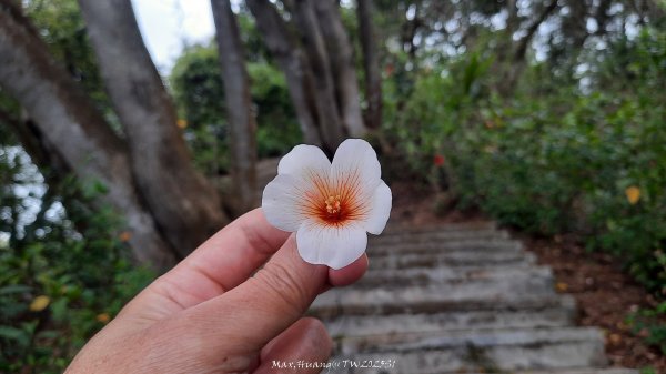 《苗栗》楓香林道｜頭份老崎古道（後花園步道）202503292748855