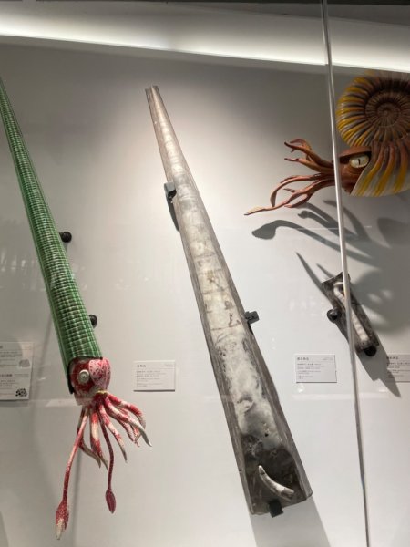 雨天備案💙 台灣博物館的古生代館-台大動植物館免費參觀-北投♨️季2798999