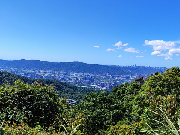 微笑山線：【天上山系】望月亭桐花段2860689