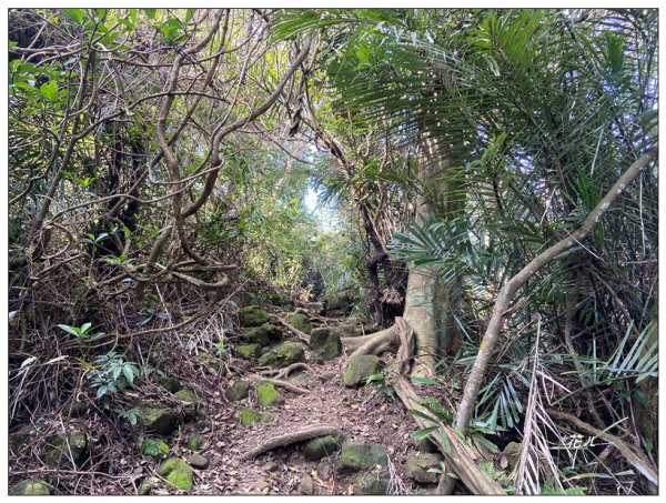 頭寮山、內湳溝山、牛角湳西南峰O型連走2738952