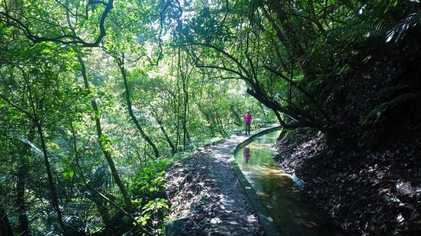 台北狗殷勤古道上平菁42巷下溪山古道賞櫻行2704907