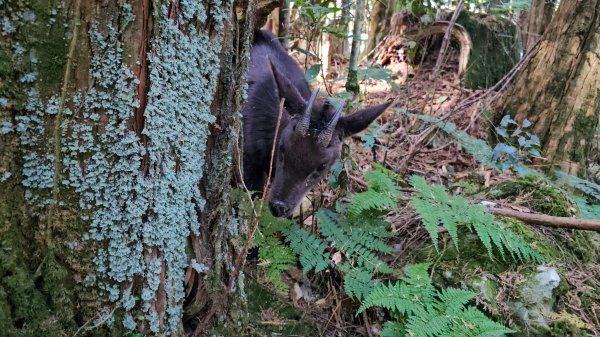 20251212稍來山賞楓2964434