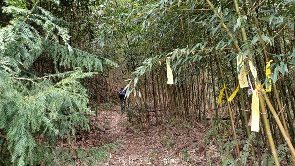 【苗栗泰安】水雲三星最終回。 橫龍山x橫龍山北峰x騰龍山(有極佳的展望)2061832