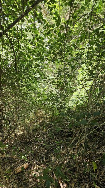 20250924法雨寺步道-鳳梨宅-第八公墓-詹氏宗祠-泉源國小宿舍-東昇路菜園-緣園農場2894218