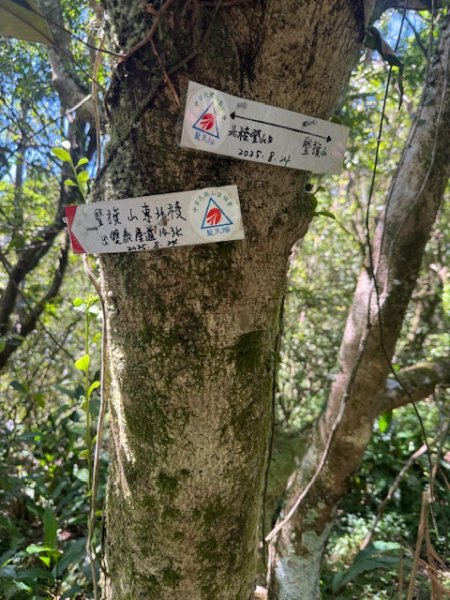 2025-08-30 豎旗山西北稜上-豎旗山-烏山古道西段下2874128