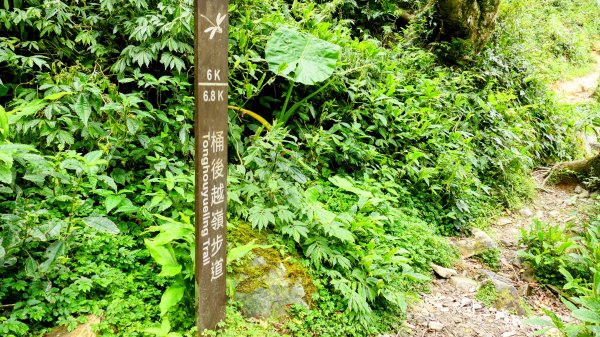 桶後越嶺古道2876810