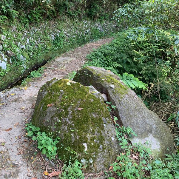 坪頂古圳親山步道1690059