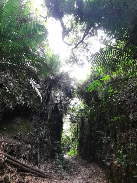 《彰化》桃源里森林步道、龍鳳谷森林步道1047503