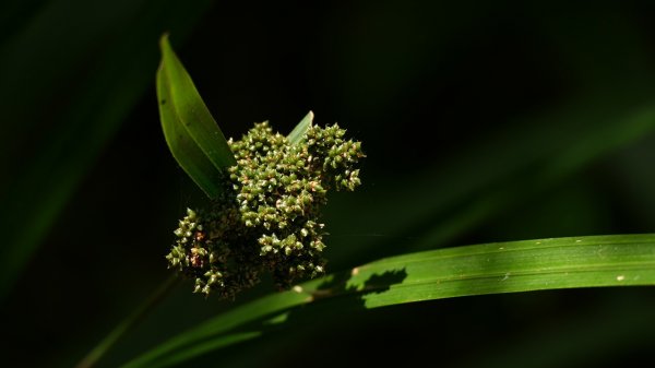 2019-07-30  二訪瑪陵坑溪652677