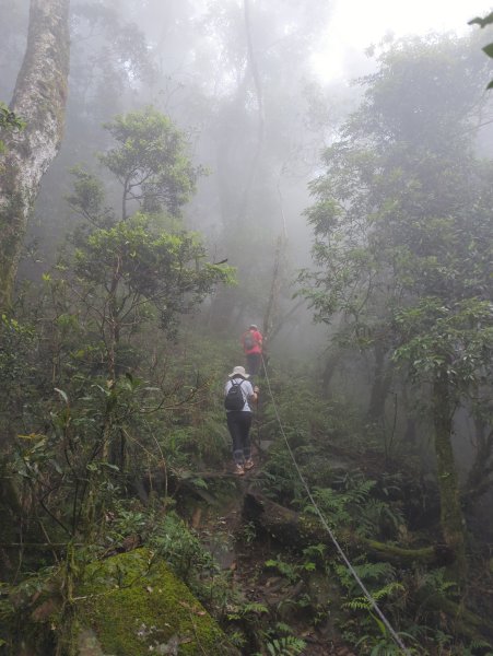 2025.07.13－漫步於森林中：鵝公髻山2835450