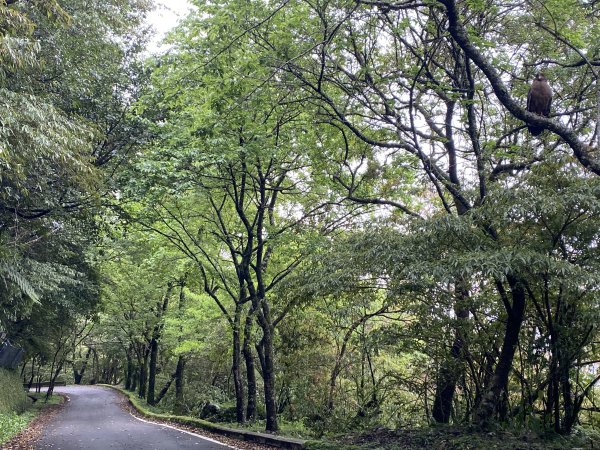 《走進竹子湖的清晨｜慢跑+美食＋泡湯享悠閒》2852686