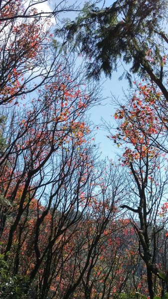 鳶嘴稍來賞楓行663227