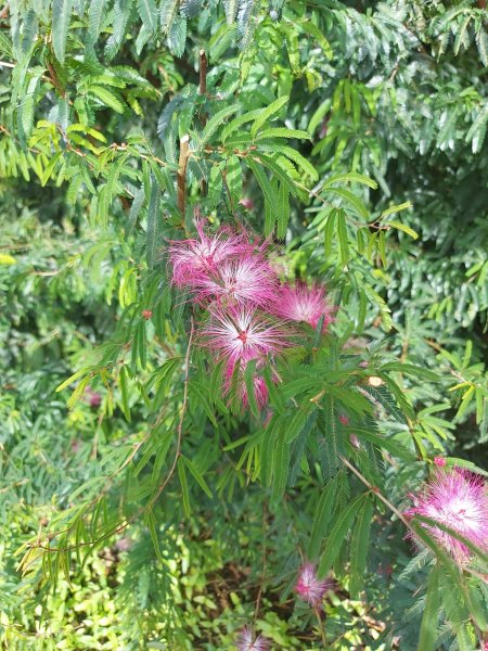 雲嘉九連峰1438939