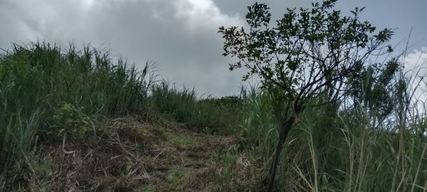 雙溪區不厭亭-牡丹山-金瓜石福德-樹梅坪-不厭亭-金字碑探幽亭-三貂崙-不厭亭8字走3111402