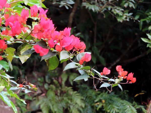 跟著花開去旅行：碧山巖櫻花及大溝溪花海870117