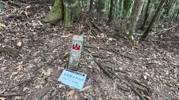 忘憂森林.金柑樹山2668868