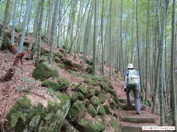 《南投》竹林銀杏｜鹿谷長源圳古道、大崙山銀杏森林、武岫201709212890490