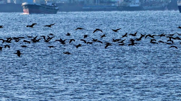 名古屋港邊的時空對白2982675