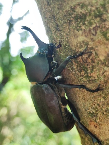 福源山步道-鶯歌大榕樹平台2847750