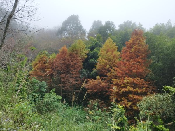 [苗栗泰安][二]南勢山北峰、南勢山、南勢山東南峰、南勢山南、熊佧山(達老安山)