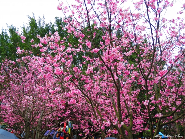 20150221~2015陽明山花季 行義橋情人瀑布 北投文物館~櫻花14496