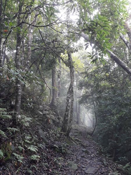 苗栗馬那邦山（珠湖線）20180630359834