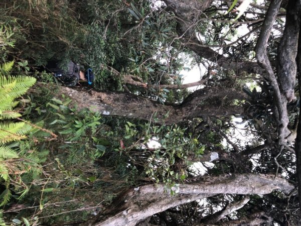 貴妃山、那結山O走1478357