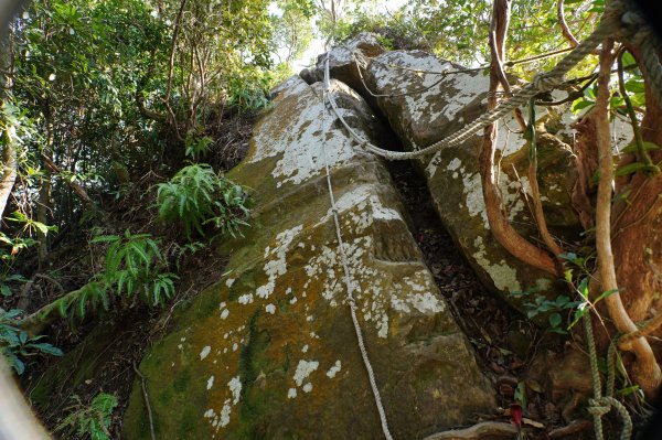 新竹 關西 蓬萊仙島山、石牛山、油井窩山、福大山2982382